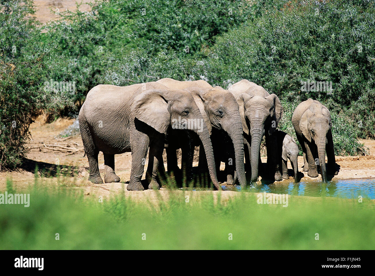 Gli elefanti africani a Waterhole Addo Elephant National Park Capo orientale, Sud Africa Foto Stock