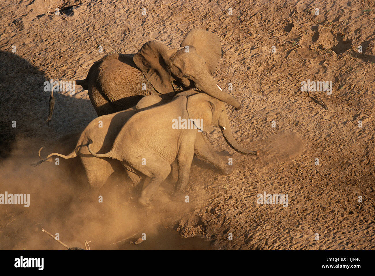 Vista aerea di elefanti africani in esecuzione, Parco Nazionale di Kruger Mpumalanga, Sud Africa Foto Stock