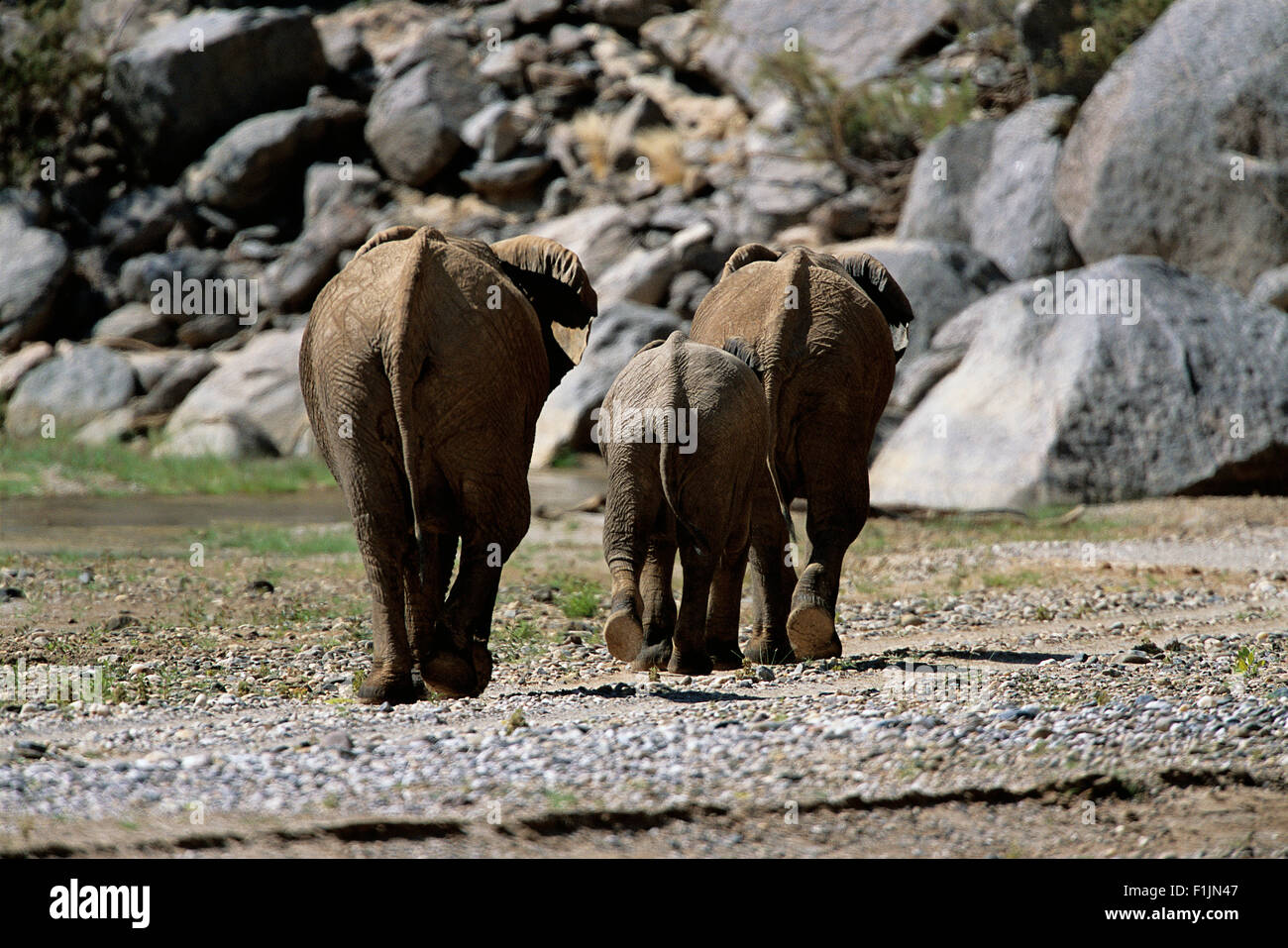 Specchietto elefanti africani, Africa Foto Stock
