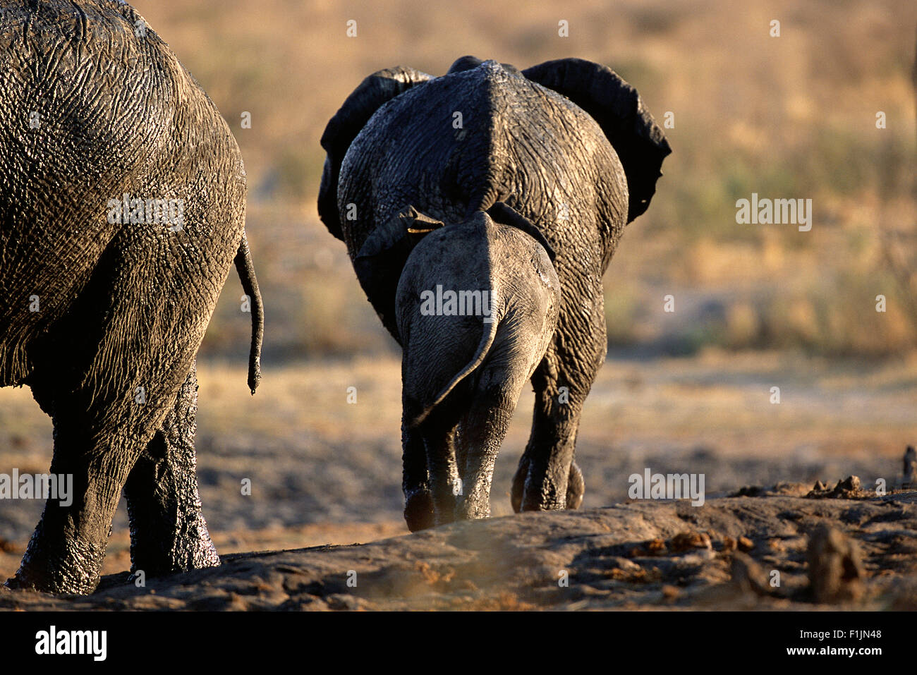 Specchietto elefanti africani a Waterhole, Africa Foto Stock