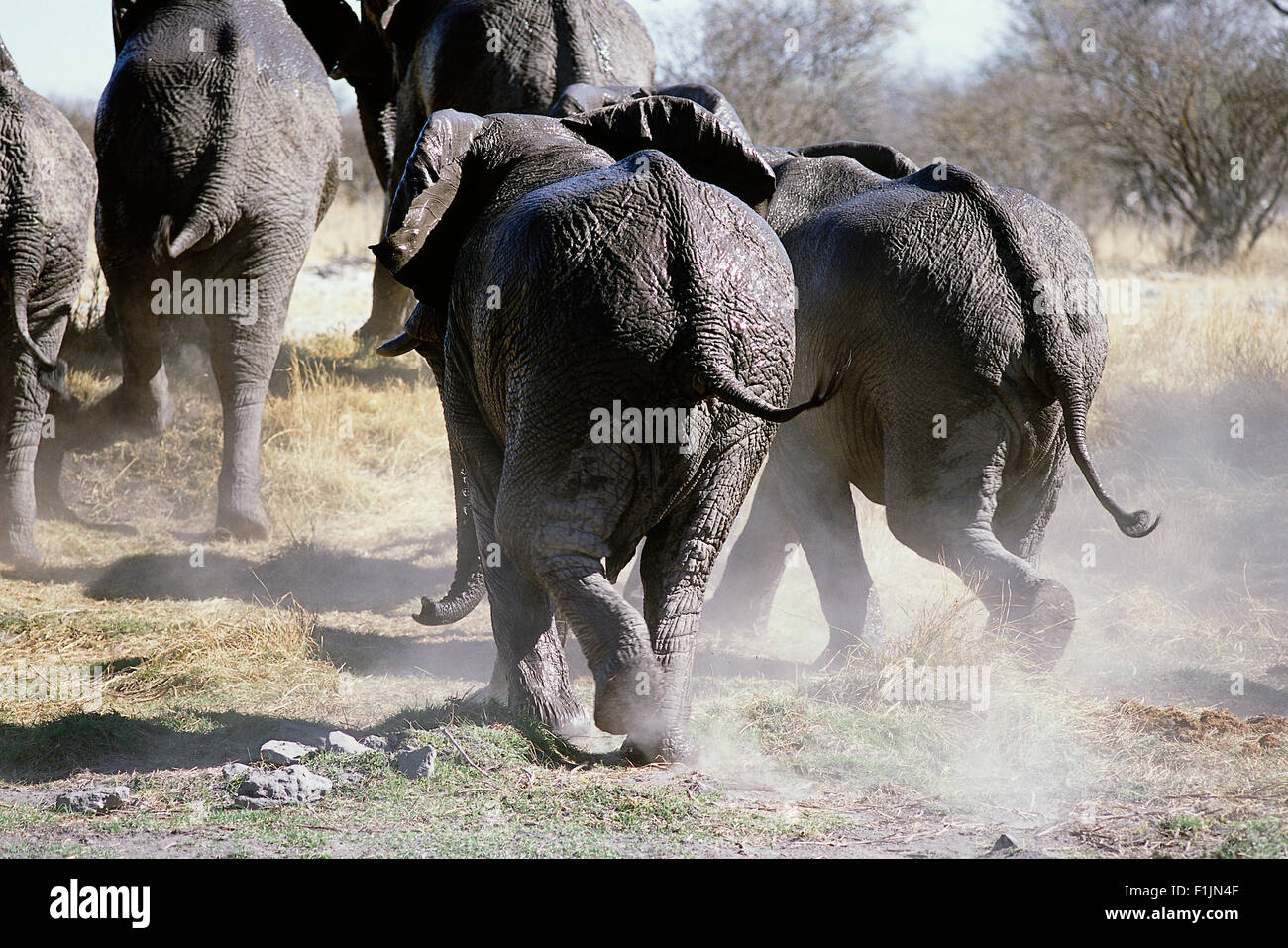 Specchietto elefanti africani in esecuzione, Africa Foto Stock