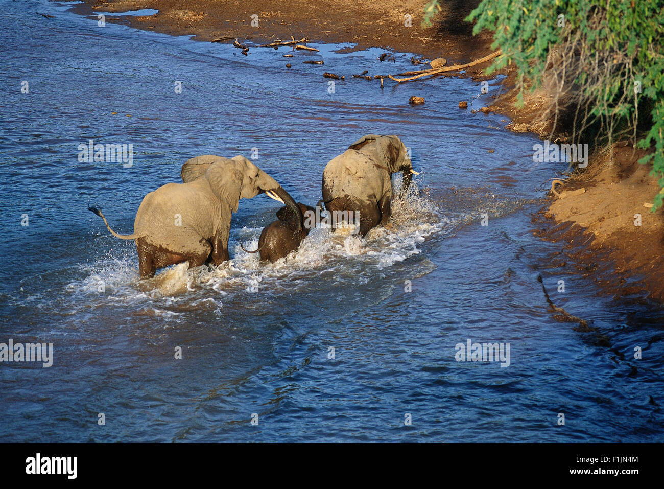 Gli elefanti africani Varcando il fiume Parco Nazionale Kruger Mpumalanga, Sud Africa Foto Stock