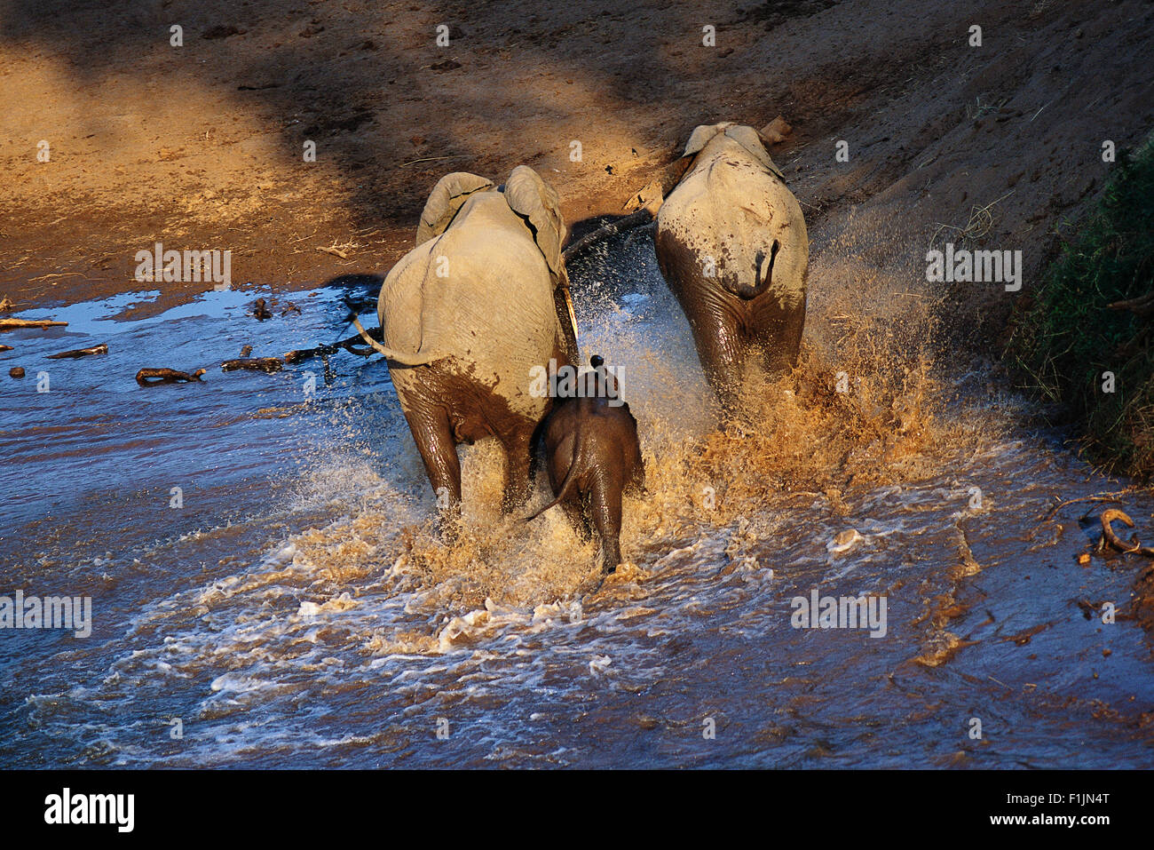 Specchietto elefanti africani Varcando il fiume Parco Nazionale Kruger Mpumalanga, Sud Africa Foto Stock