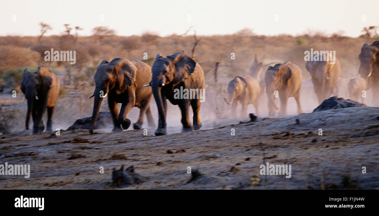 Gli elefanti africani in esecuzione, Africa Foto Stock