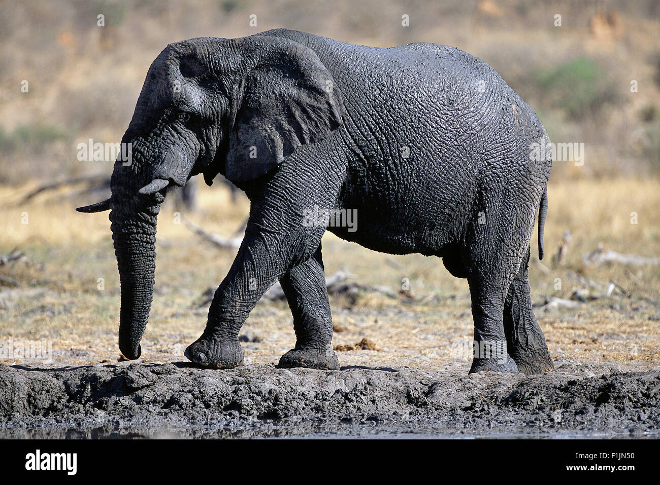 Elefante africano di vitello, Africa Foto Stock