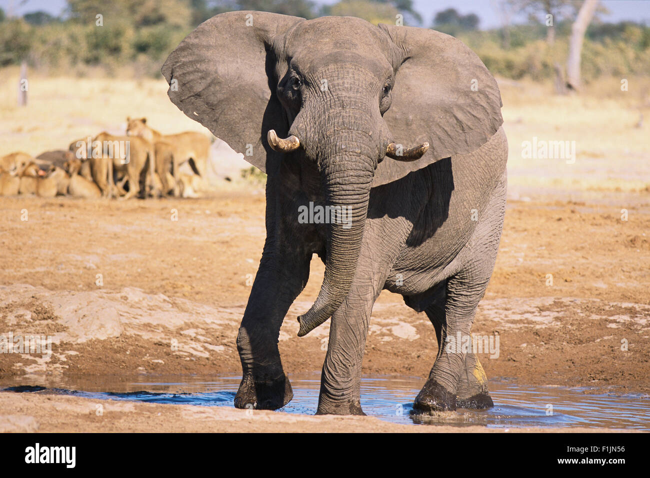 Elefanti a Watering Hole Foto Stock