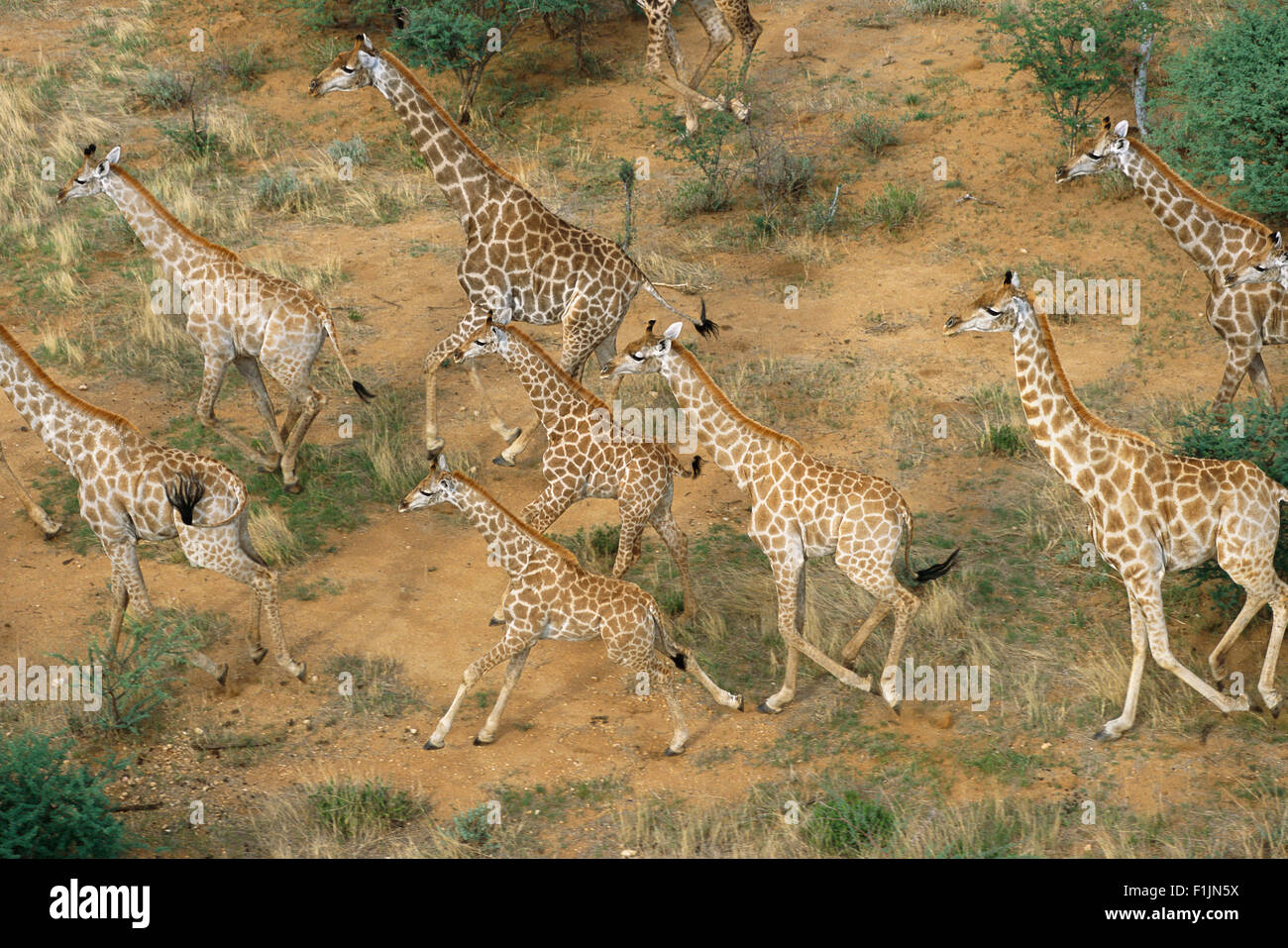 Vista aerea Giraffe mandria in esecuzione Erindi, Namibia, Africa Foto Stock