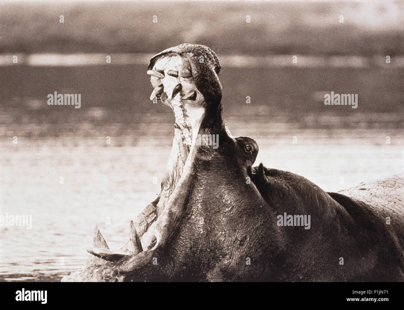 Ippopotamo in acqua di superficie sbadigli Foto Stock