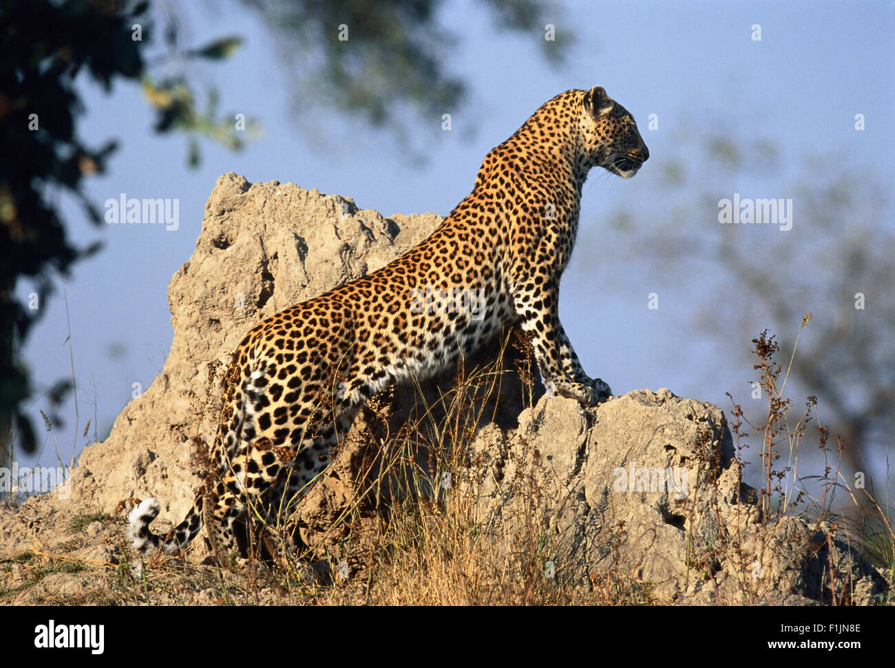 Leopard permanente sulla roccia Foto Stock