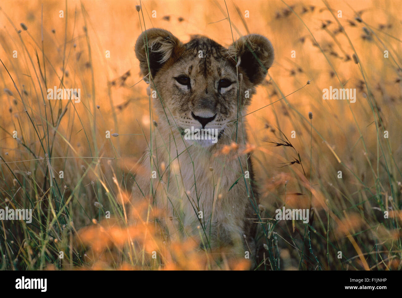 Ritratto di Lion Cub in erba alta Foto Stock