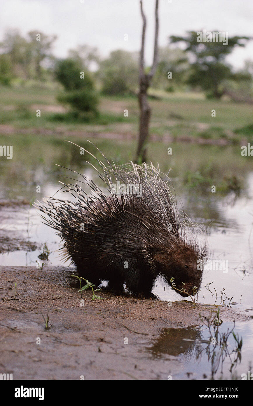 Porcupine Acqua Potabile Foto Stock