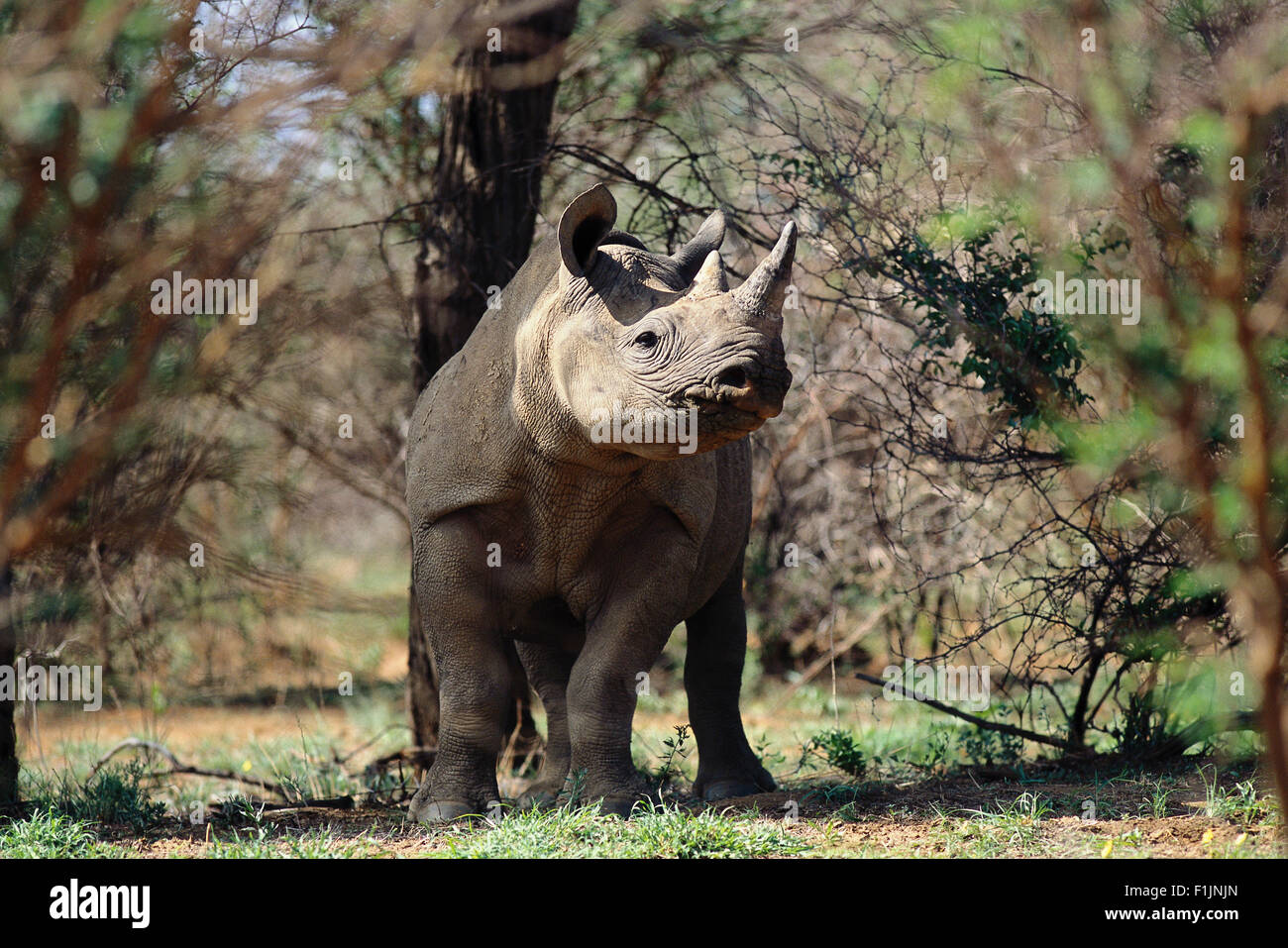 Rinoceronte nero in piedi accanto ad alberi, Africa Foto Stock