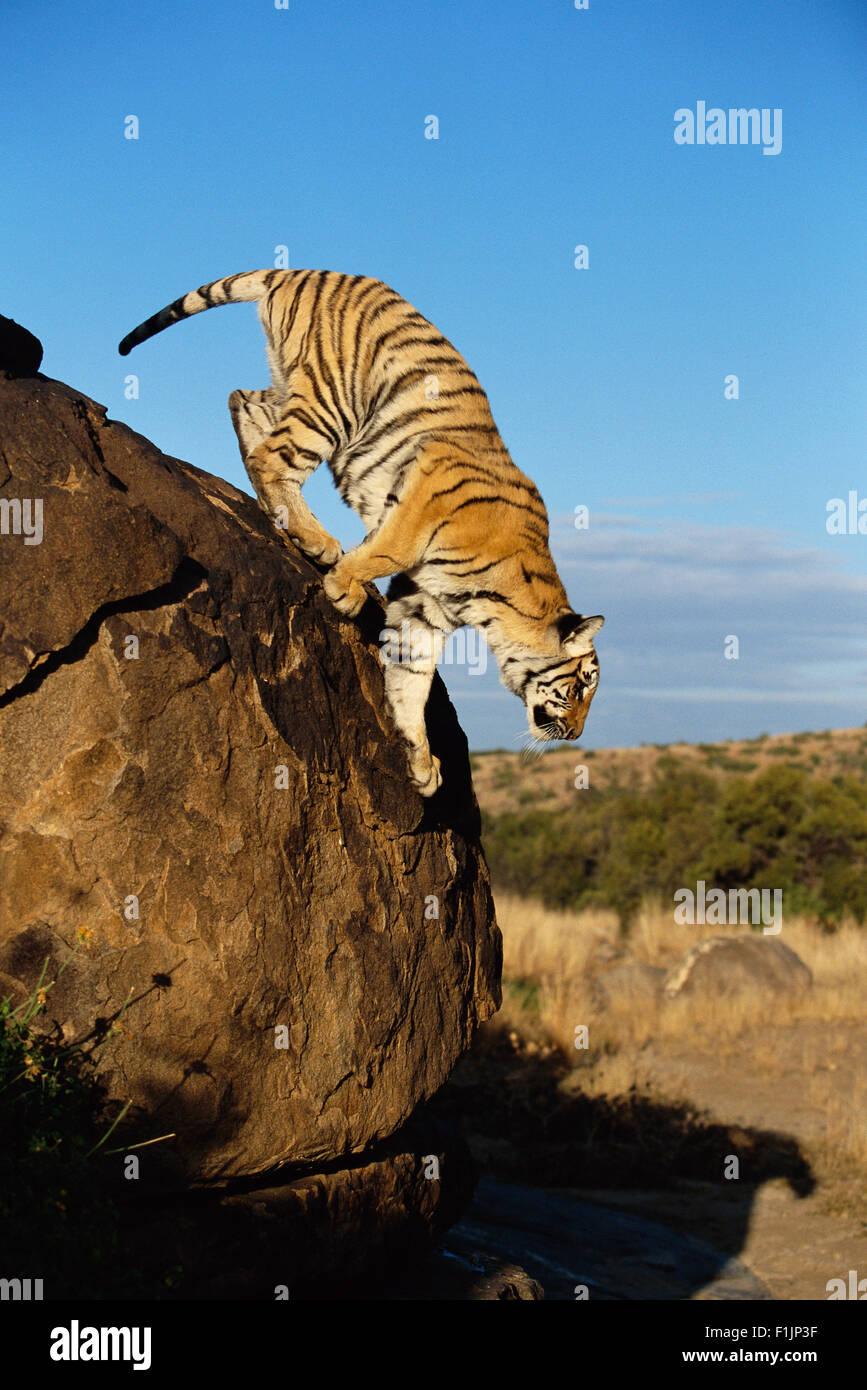 Tiger saltare giù da un masso, Karoo, Sud Africa Foto Stock