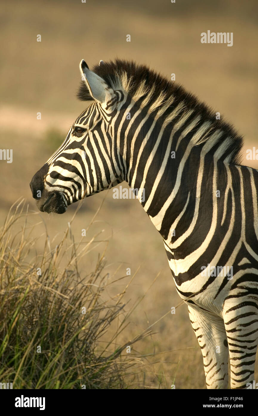 Ritratto della zebra Foto Stock
