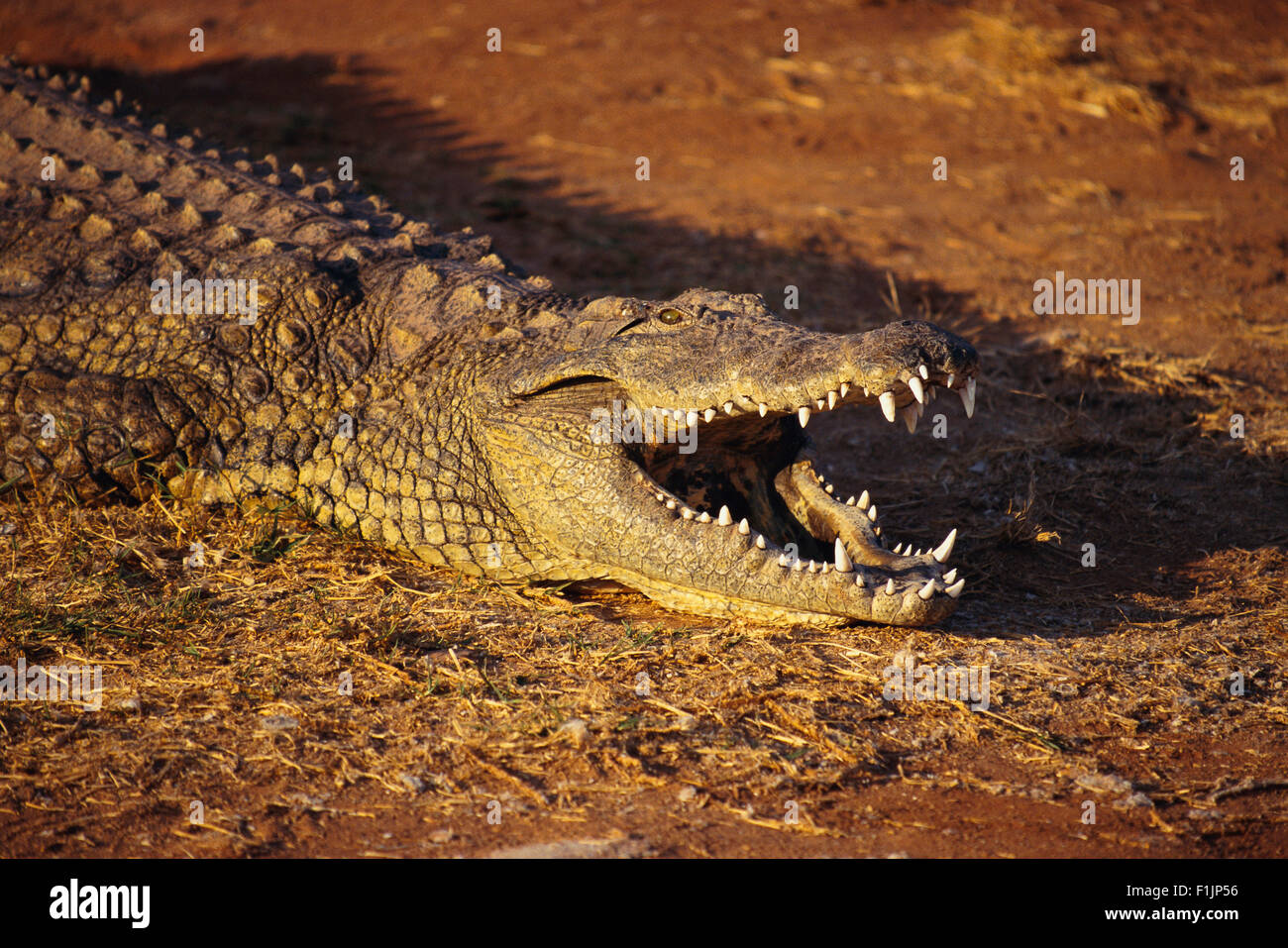 Crocodile sdraiati al sole, Londolozi Game Reserve, Sud Africa Foto Stock