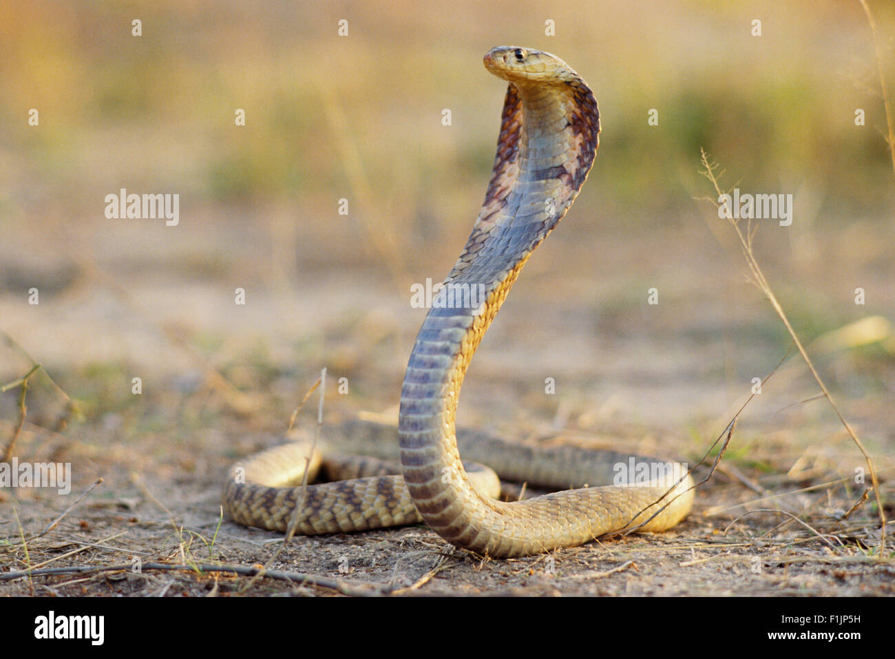Spitting Cobra pronti a colpire Foto Stock