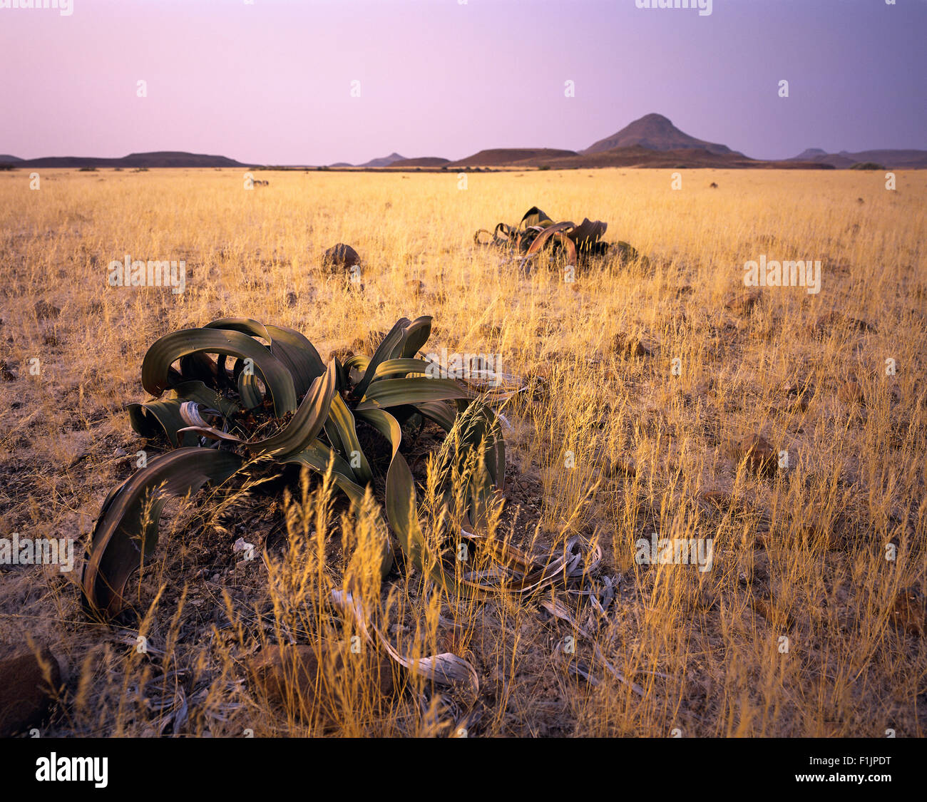 Welwitschia femmina impianto nel campo di Damaraland, Namibia, Africa Foto Stock