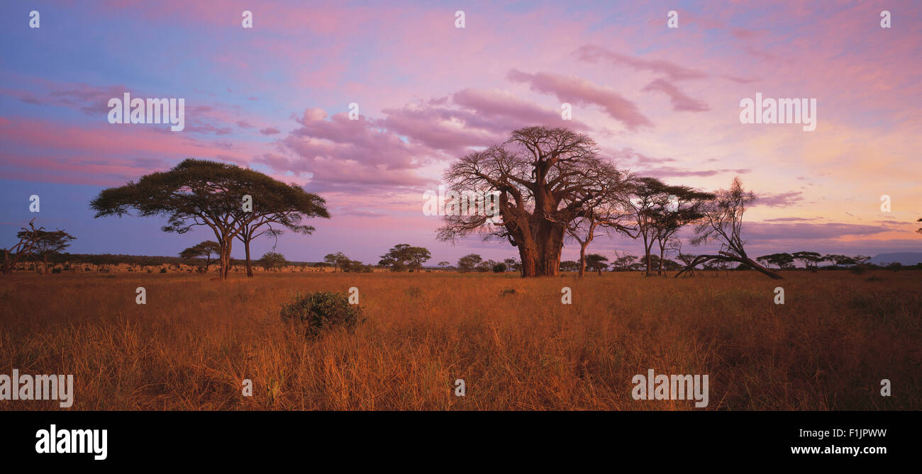 Baobab nel paesaggio al tramonto, Tanzania Africa Foto Stock