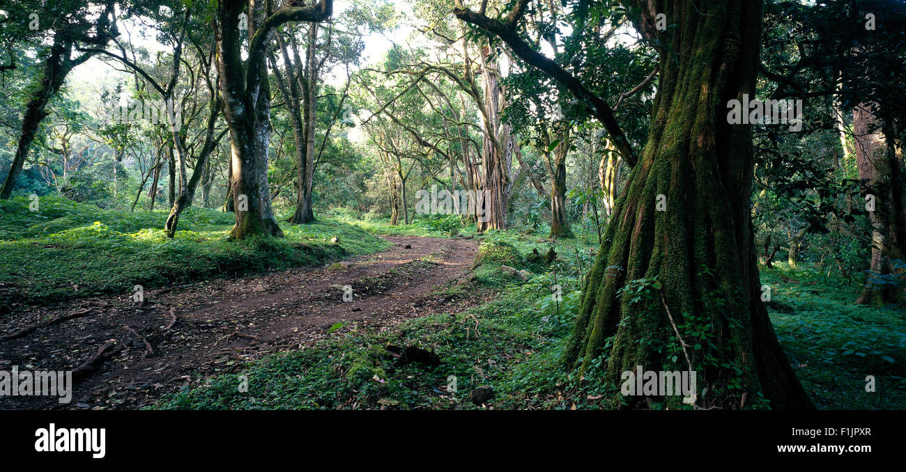 Il percorso attraverso la foresta Repubblica Unita di Tanzania, Africa Foto Stock