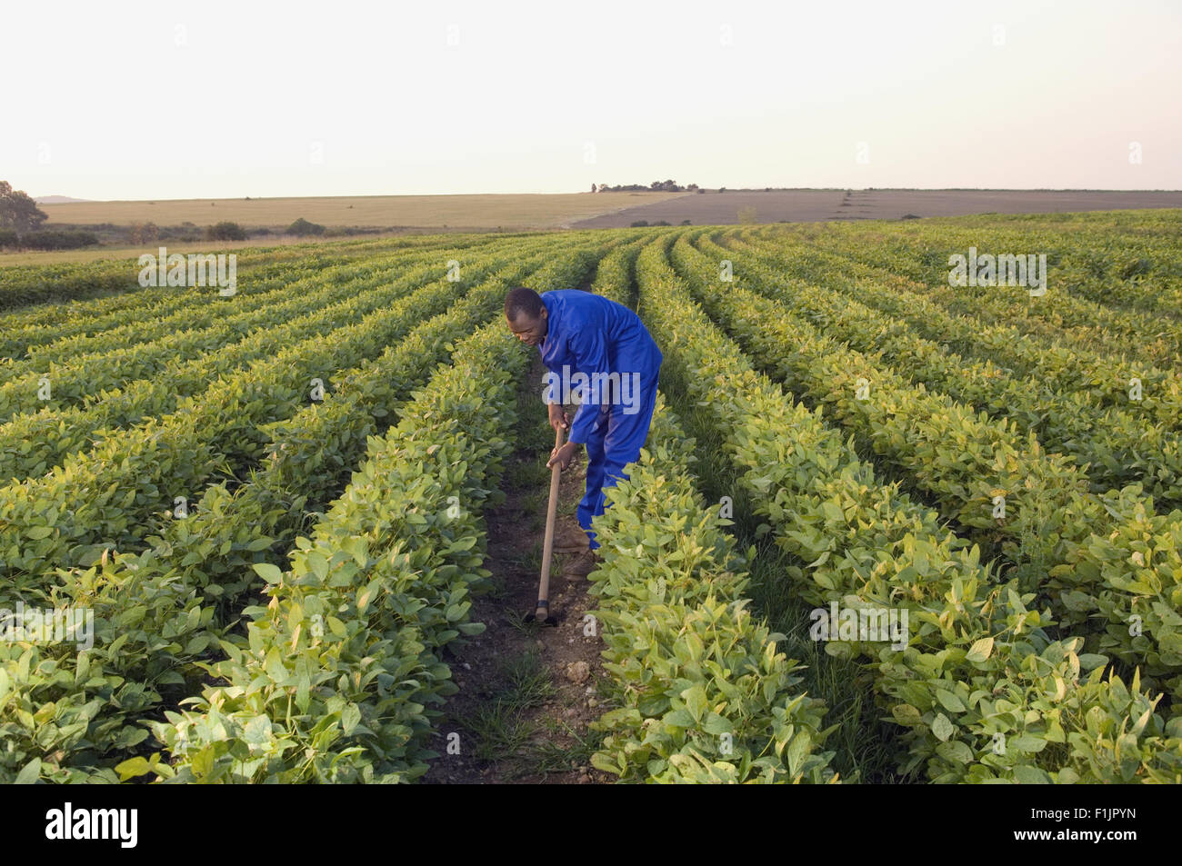 Lavoratore agricolo interessato la rastrellatura nel campo vegetale Foto Stock