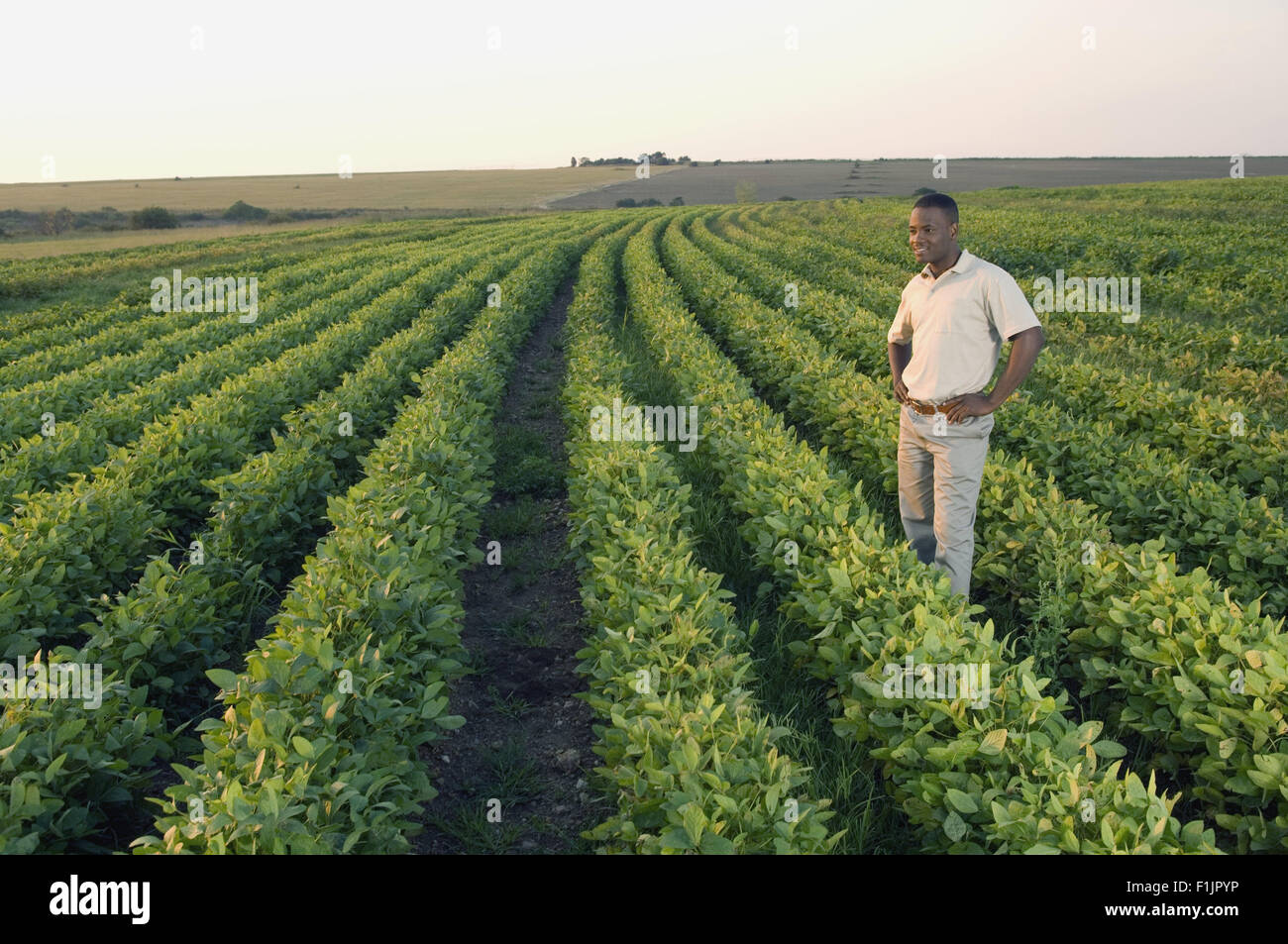 Uomo in piedi in campo vegetale con mano sul hip Foto Stock