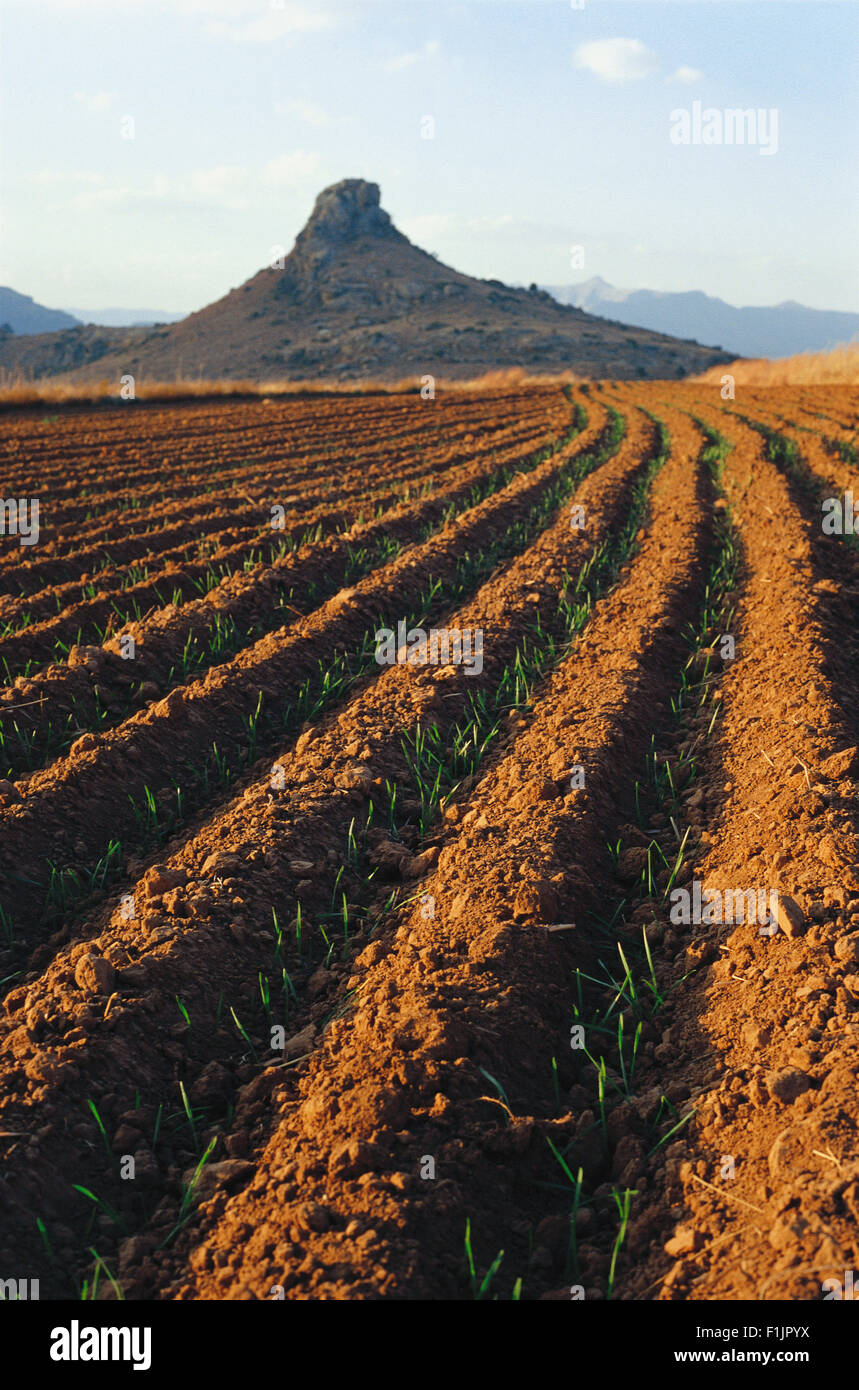 Nord Est Freestate, Sud Africa Foto Stock