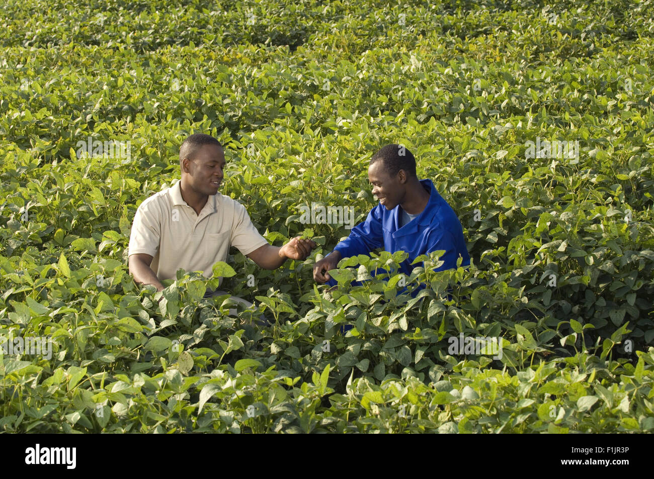 L'agricoltore e lavoratore lavoro in campo vegetale, vista in elevazione Foto Stock
