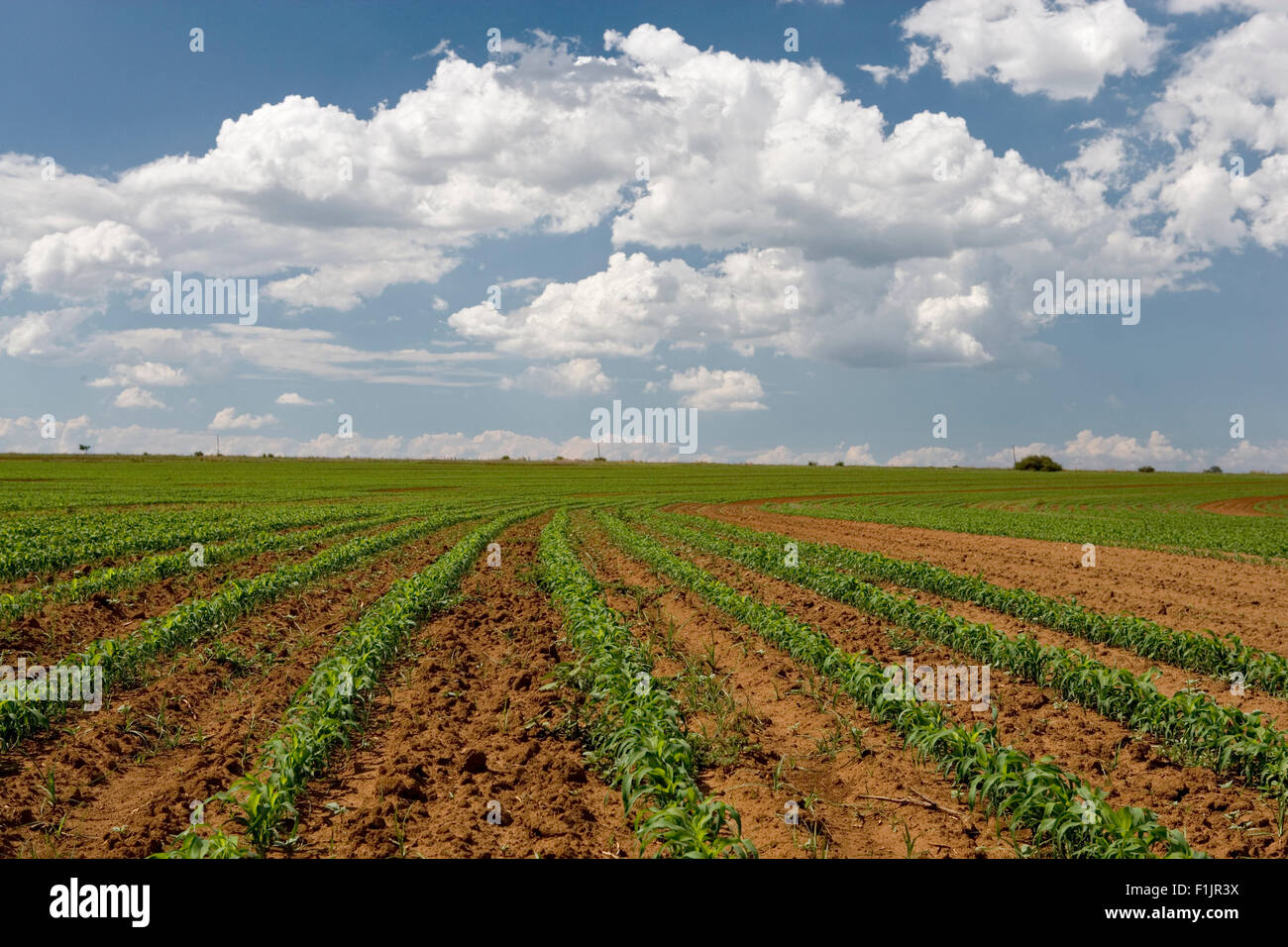 Cornfield, Boons, Provincia di nord-ovest, Sud Africa Foto Stock