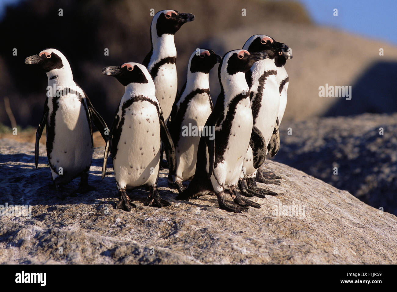 I pinguini Jackass permanente sulla roccia Dussen Isola, Cape Alguhas Western Cape, Sud Africa Foto Stock