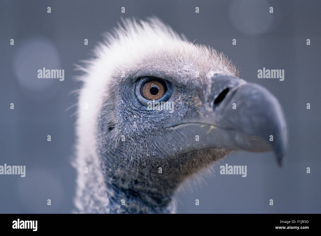 Close-Up Cape Vulture, Sud Africa Foto Stock