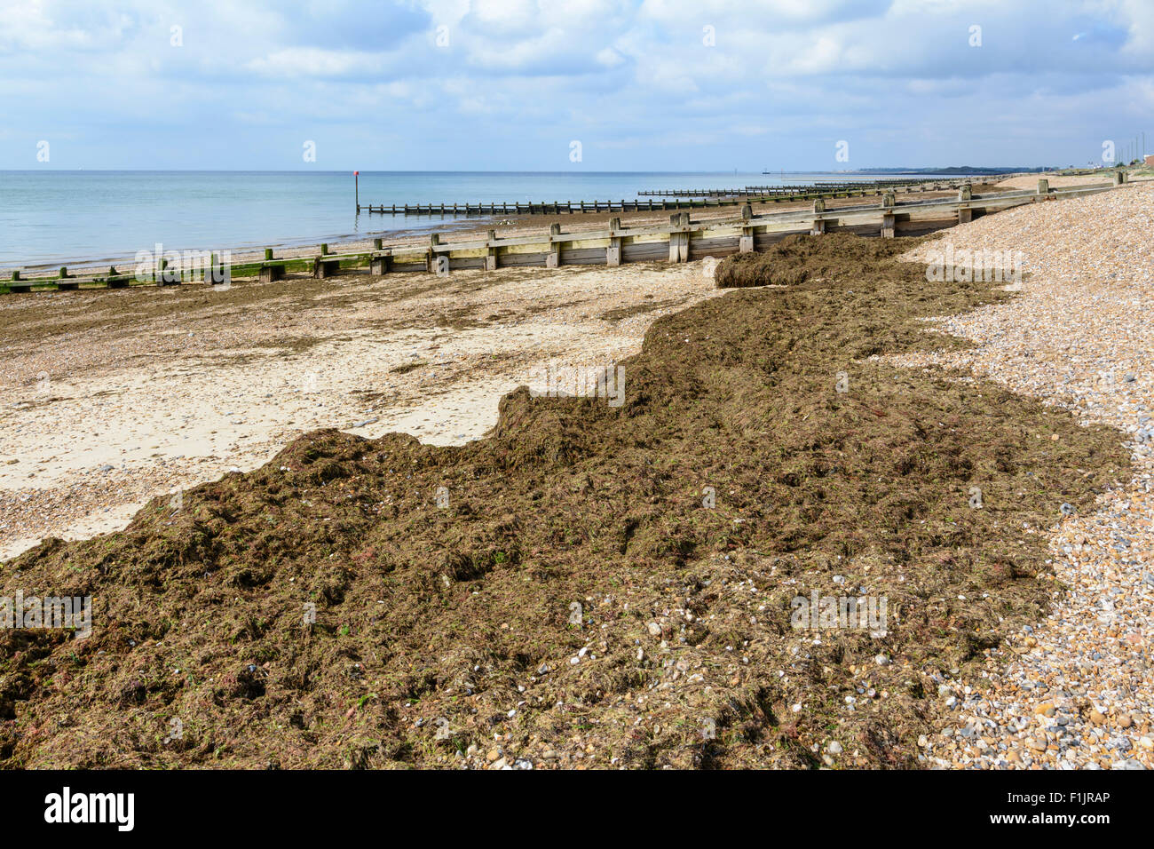 Grumi di alghe brune macinate e lavate su una spiaggia di ghiaia a bassa marea nel Sussex occidentale, Inghilterra, Regno Unito. Foto Stock