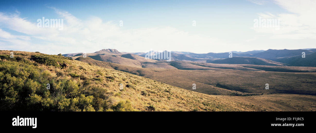 Paesaggio vicino Cradock Zebra di montagna del Parco Nazionale Capo orientale, Sud Africa Foto Stock