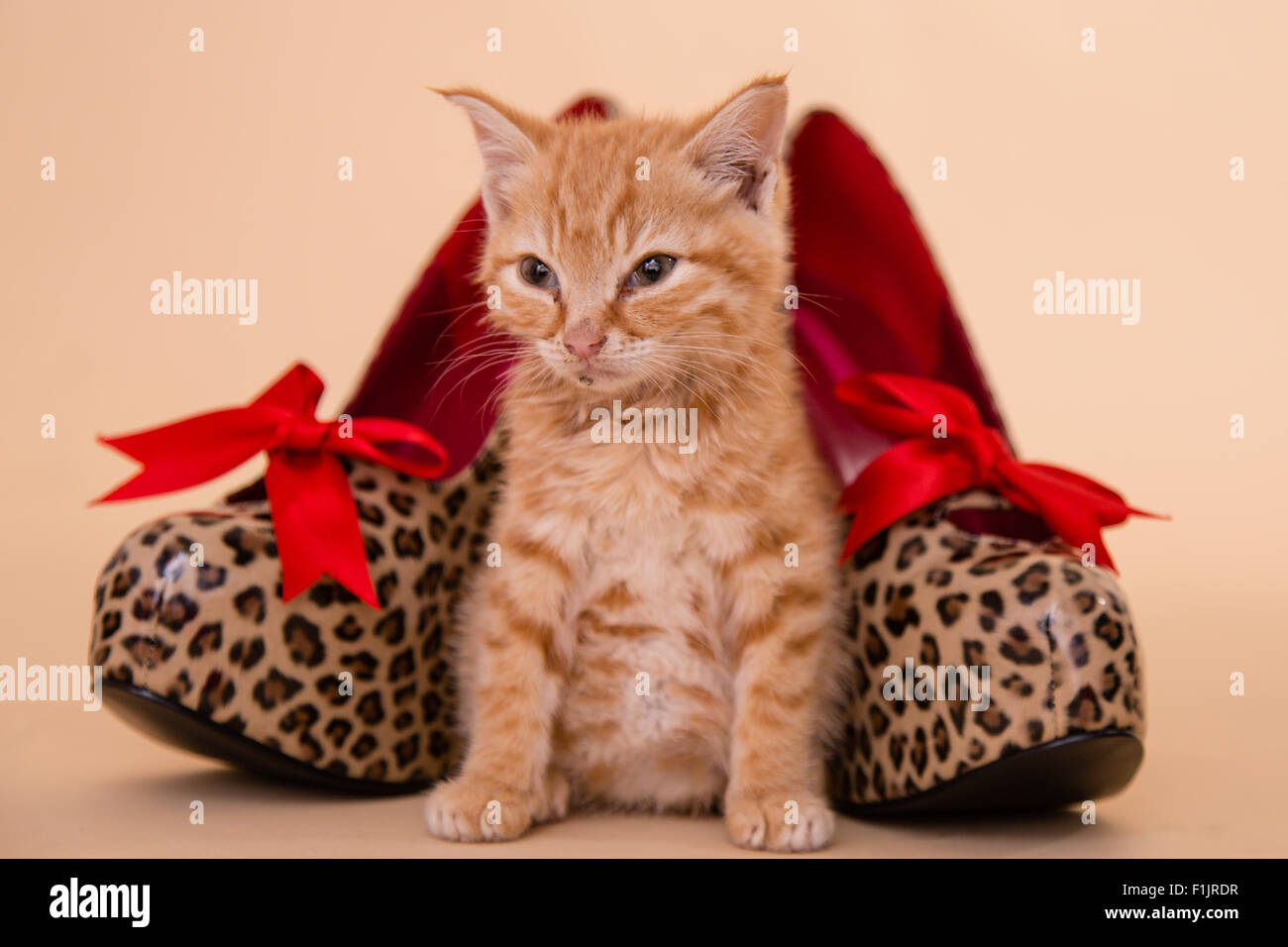 Tacchi gattino minuscolo Ginger tom kitten poste a macchia di leopardo alta scarpe con tacco che sono grandi come il piccolo gatto. Foto Stock