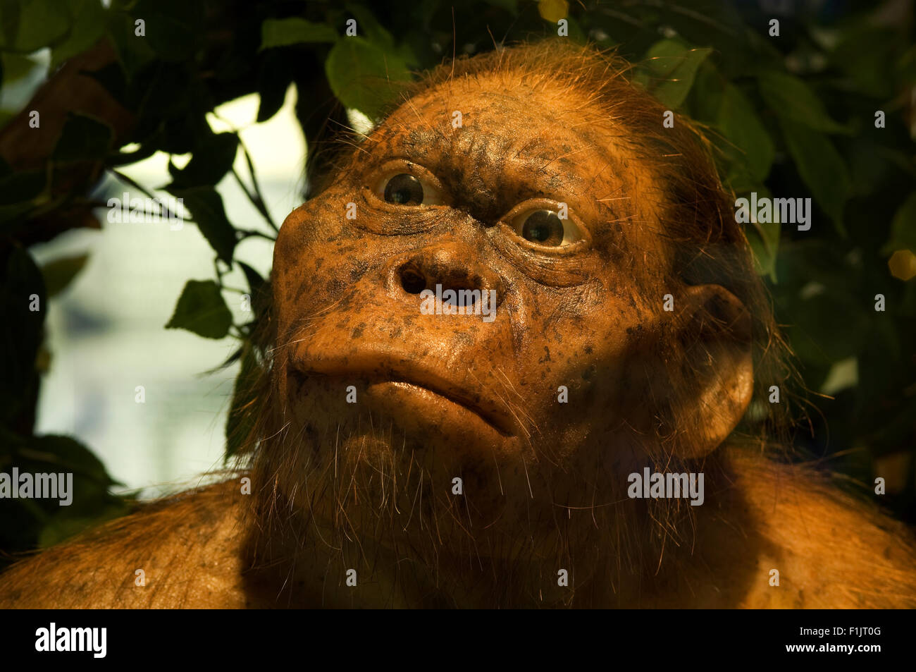Modello di un primate femmina Foto Stock