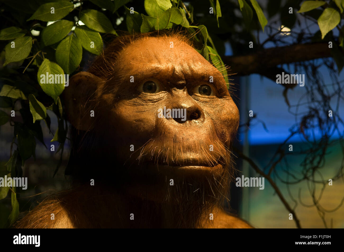 Modello di un primate maschio Foto Stock