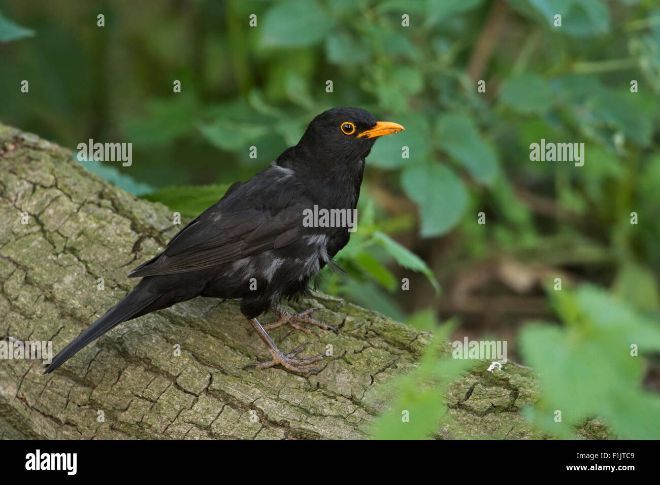 Turdus merula / Amsel / Comune Merlo si trova a Nizza che circonda su un albero caduto. Foto Stock