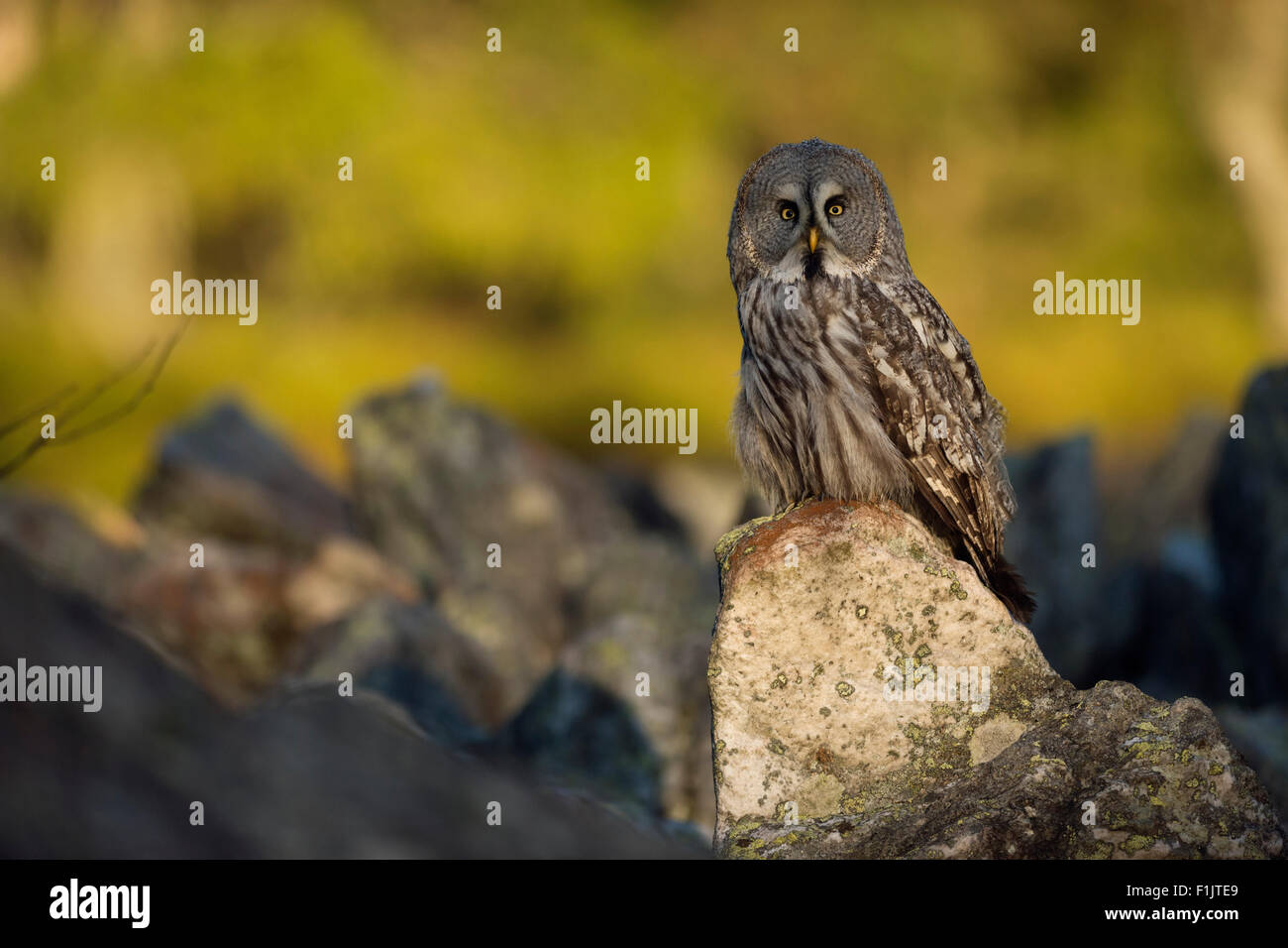 Grande Gufo grigio / Bartkauz / Lapplandeule ( Strix nebulosa ) più grande specie di gufi, si siede su una pietra in una meravigliosa luce del mattino. Foto Stock