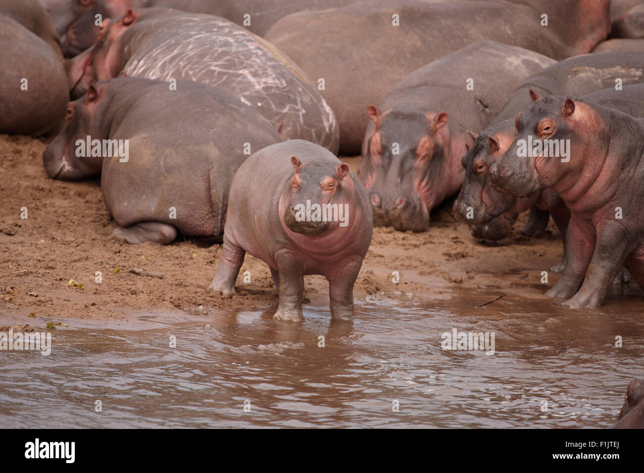 Baby ippopotamo al bordo dell'acqua, dimora Singita Grumeti, Tanzania Foto Stock