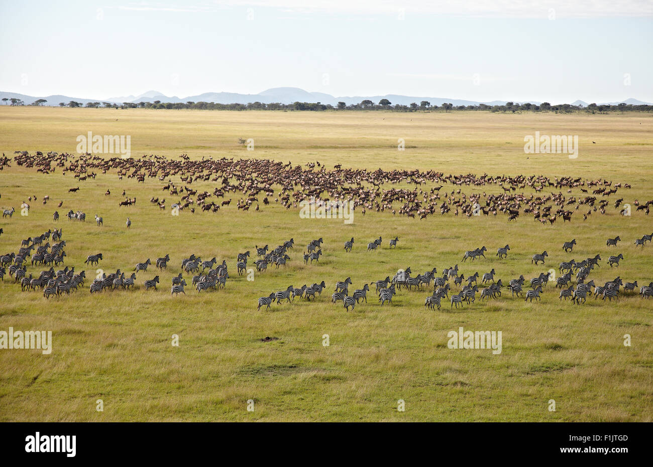 Zebra e altri animali che corrono per tutta la pianura, dimora Singita Grumeti, Tanzania Foto Stock