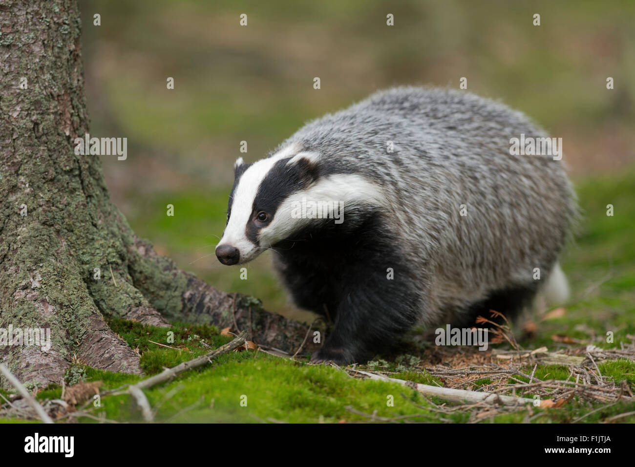 Meles meles / Europea Badger / Europaeischer Dachs in esecuzione attraverso una foresta naturale. Foto Stock