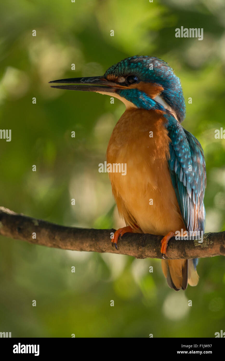 Maschio adulto colorate Kingfisher Comune / Kingfisher / Eisvogel (Alcedo atthis) seduto su un ramo di chiudere in ambiente naturale. Foto Stock