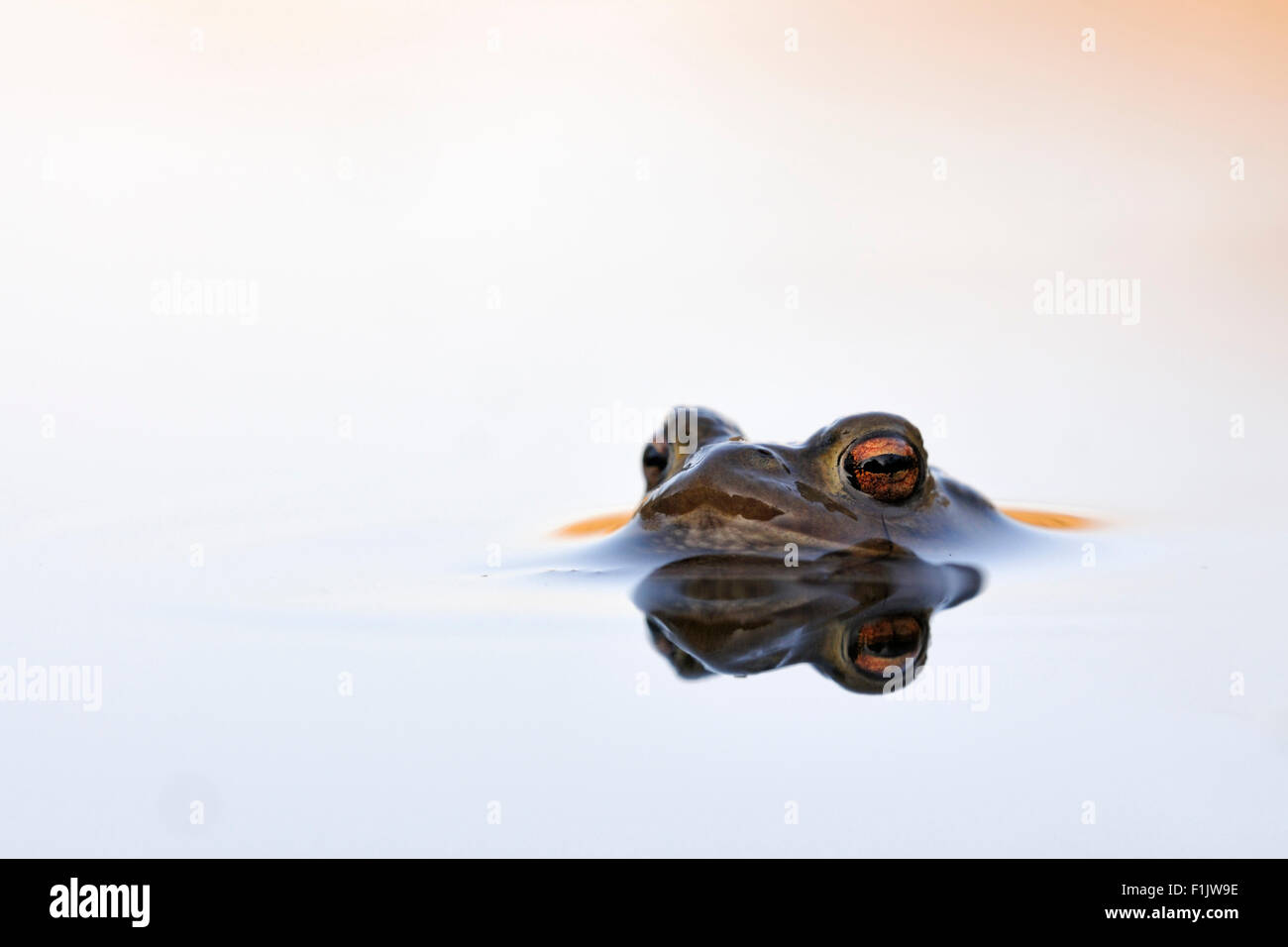 Il rospo comune / Erdkroete ( Bufo bufo ) galleggia sulla splendida superficie di acqua in attesa del suo compagno. Foto Stock