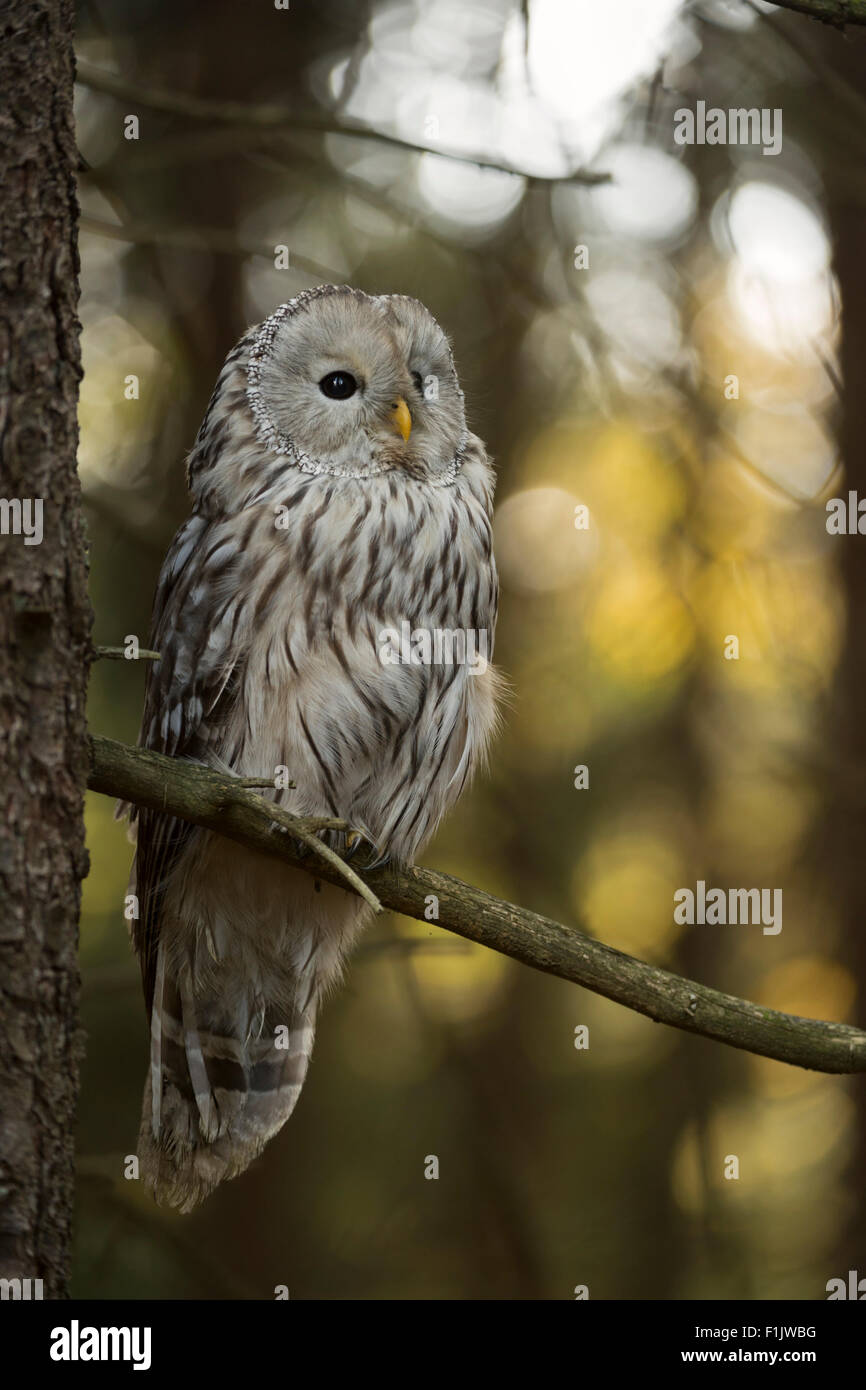 Ural Owl / Habichtskauz ( Strix uralensis ) si siede in un albero con una bella luce solare flares in background. Foto Stock