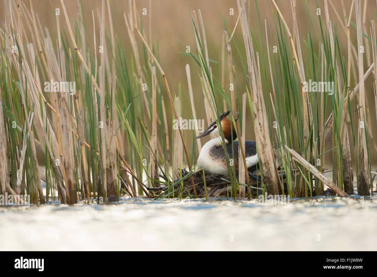 Nidificazione di Great Crested Grebe / Grebe / Great Crestie / Haubentaucher ( Podiceps Cristatus ) in ambiente naturale, fauna selvatica, Europa. Foto Stock