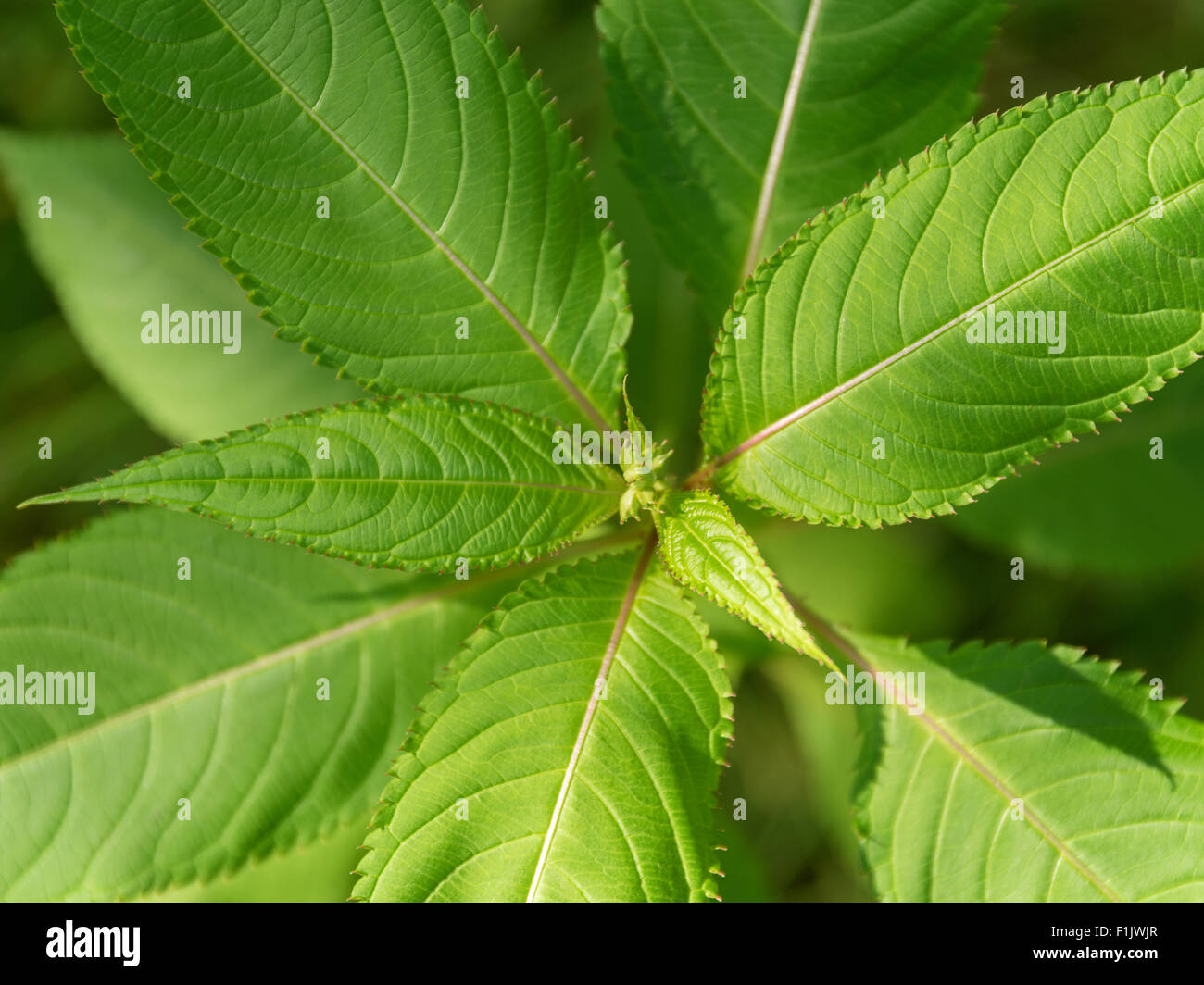 Dettaglio shot che mostra le foglie del bobby tops fiore visto da sopra Foto Stock