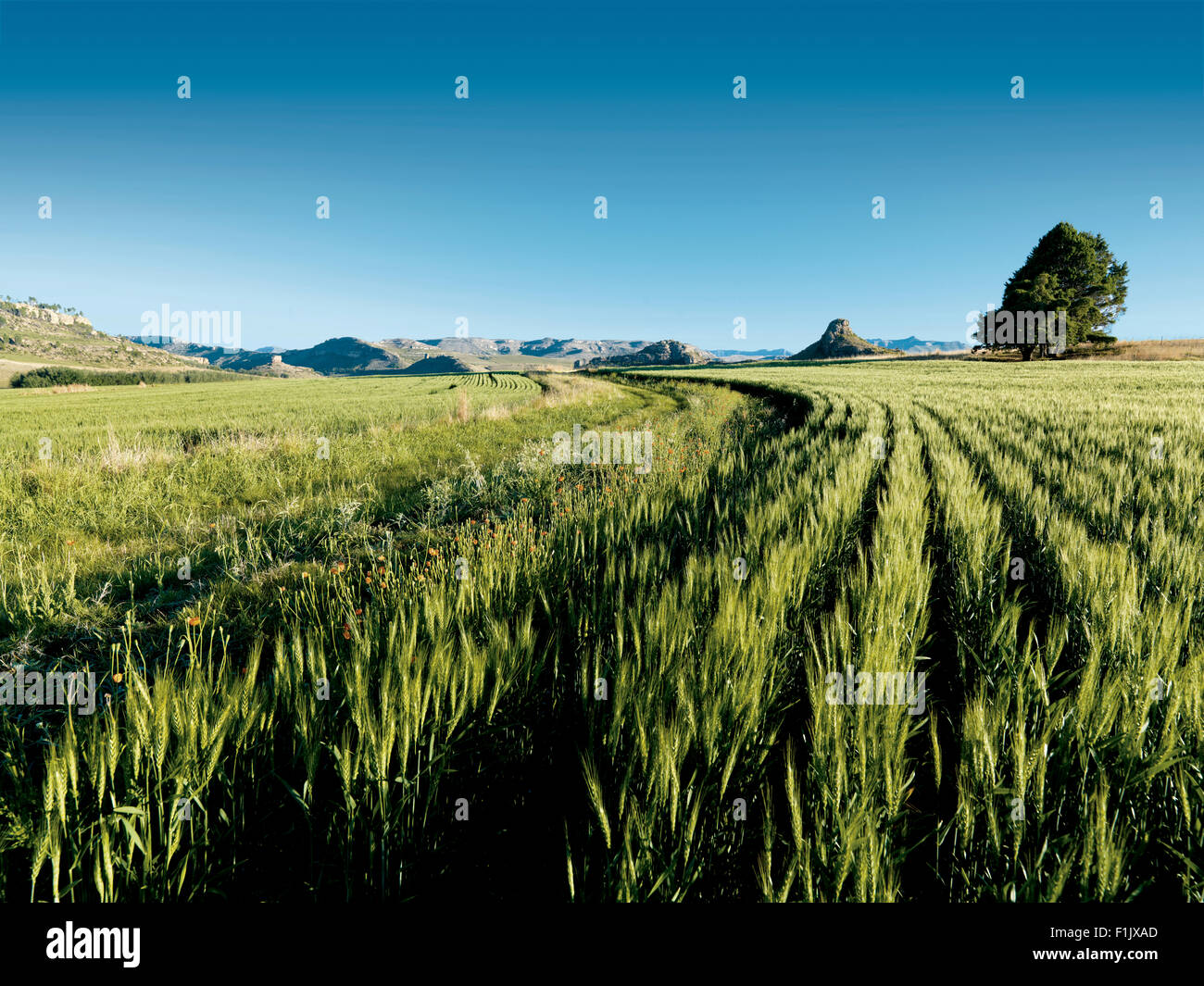 Campo di grano, stato libero Foto Stock