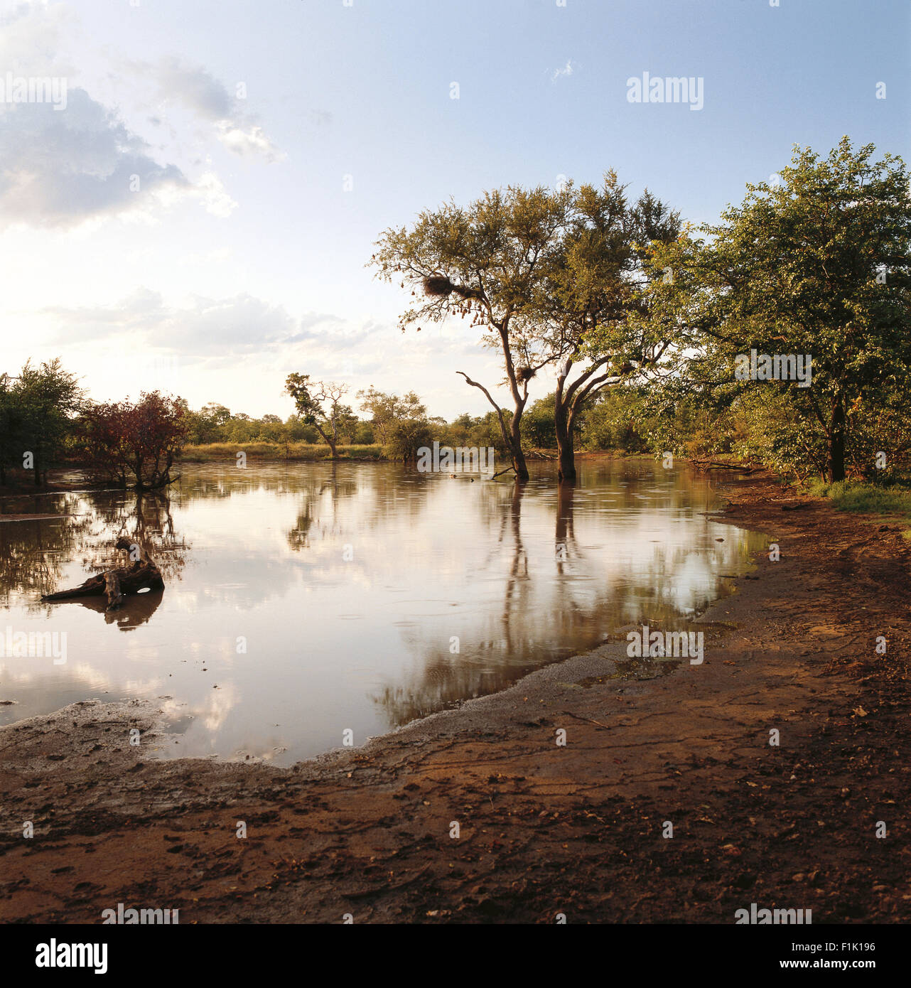 Foro di acqua e Leadwood alberi con nidi di uccelli. Parco Nazionale di Kruger, Mpumalanga, Sud Africa e Africa. Foto Stock