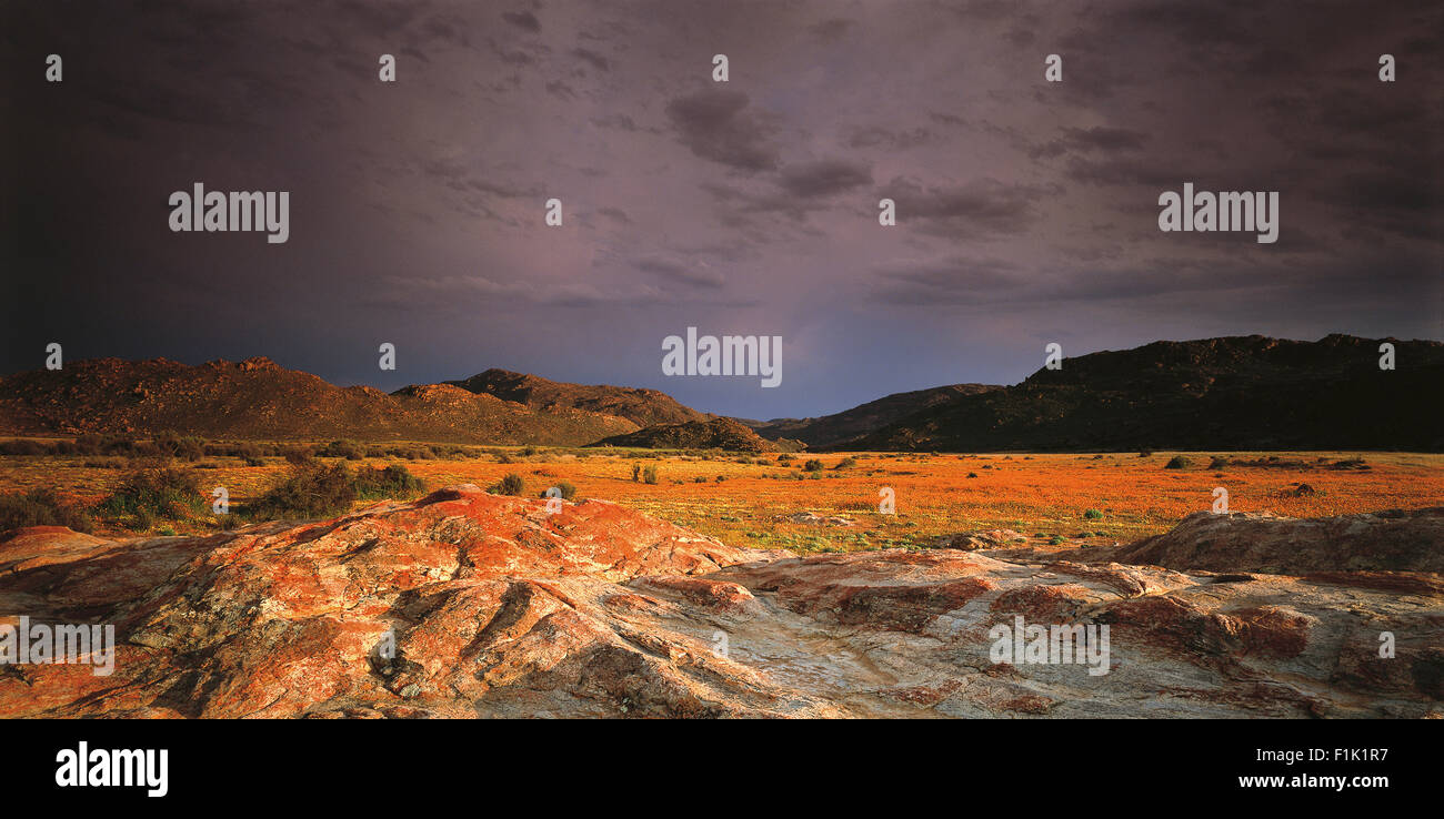 Paesaggio roccioso al tramonto con il campo dei fiori in background. Namaqualand margherite, Western Cape, Sud Africa e Africa. Foto Stock