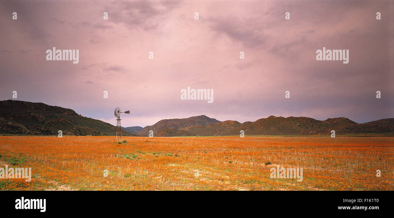 Mulino a vento nel campo a margherita al tramonto, Namaqualand Northern Cape, Sud Africa Foto Stock