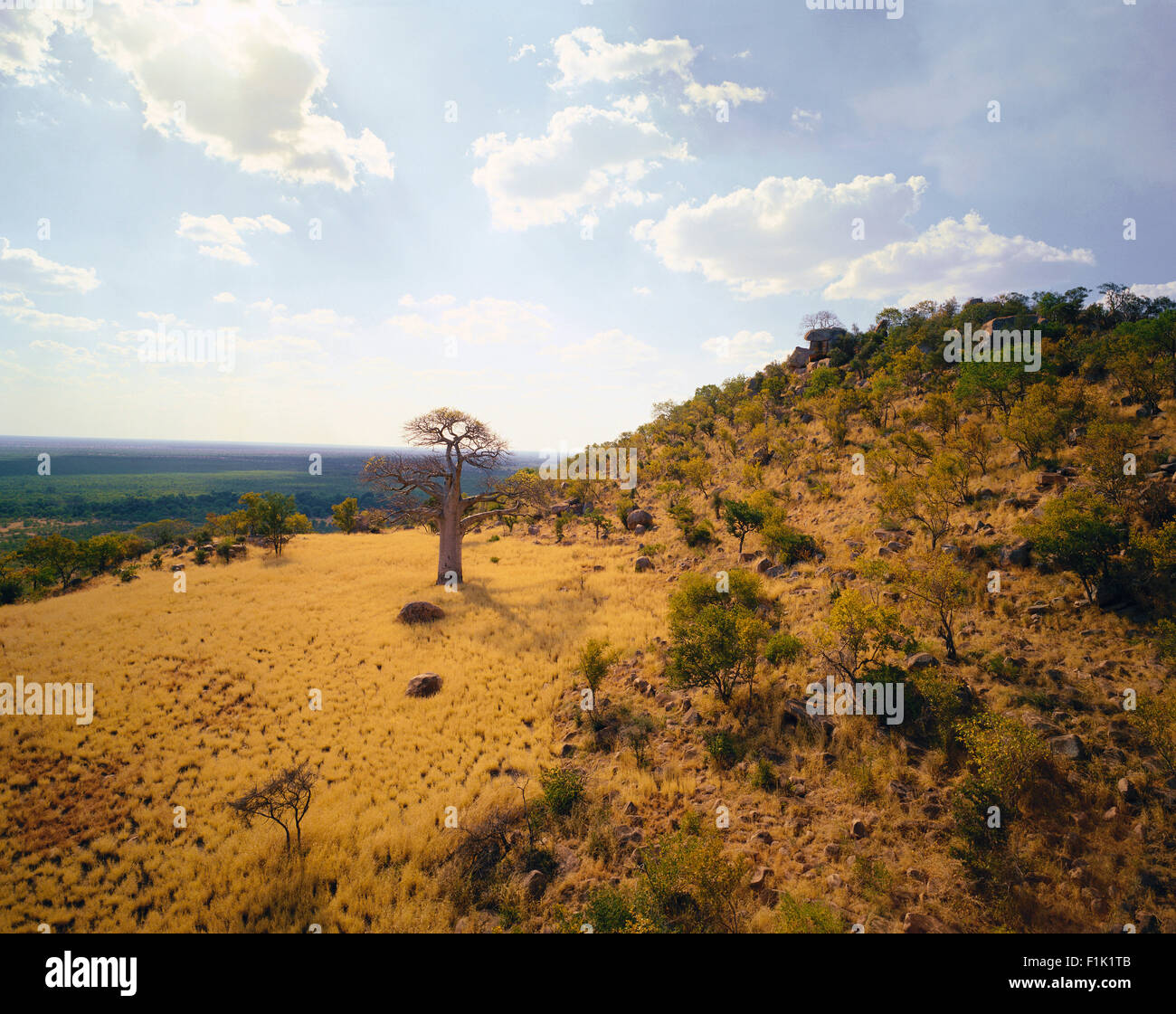 Thulamela rovine e Baobab Parco Nazionale Kruger Provincia del Nord, Sud Africa Foto Stock